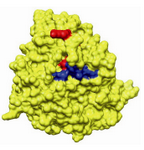 Figure 3. Drug binding sites in human β-tubulin for epo-thilone (Red) and taxol (Blue)