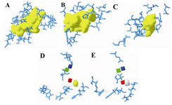 Figure 4. The groove of the active site pockets in wild and the mutant human β-tubulin; A) wild-taxol binding site; B) mutant1-taxol binding site; C) mutant2-taxol binding site; D) wild-epothilone binding site; E) mutant-epothilone binding site