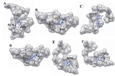 Figure 6. The docking of chemical compounds in the taxol binding sites of mutant human β-tubulin. A) Neothramycin-taxol-mutant1; B) Flavopiridol-taxol-mutant1; C) Berberine-taxol-mutant1; D) Daphnoretin-taxol-mutant1; E) Neothramycin-taxol-mutant2; F) Flavopiridol-taxol-mutant2