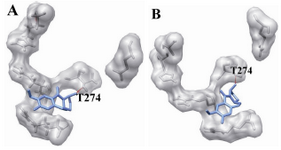 Figure 7. The docking of chemical compounds in the epothilone binding sites of mutant (Q292E) human β-tubulin. A) Neothramycin-epothilone-mutant; B) RL366-epothilone-mutant