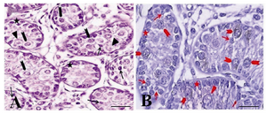 Figure 1. The immunohistochemical evaluation of the testis of a one month old goat using an antibody against c-kit. The presence of three groups of spermatogonia with different sizes was determined: basal (arrow, A, B) aggregated (arrowhead, A, B) and committed (triangle, A, B) type A spermatogonia. Both aggregated and committed sperm-atogonia were c-kit positive. Note that the strong and weak c-kit immunoreactivity was observed among aggregated (arrowhead, A, B) and committed (triangle, A, B) respectively. Basal spermatogonia (arrow, A, B), surrounding Sertoli and Leydig cells were negative for c-kit