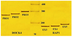 Figure 1. PCR amplified products of DOCK4 and RAP1A genes, M: 100 bp DNA ladder; PRO1, PRO2 and PRO3: Different regions of DOCK4 gene promoter; EX3, EX4 and EX5: PCR amplified fragments (exons 1, 2 and 3) of RAP1