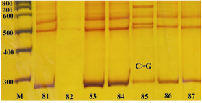 Figure 2. DOCK4 and PRO3 PCR products of patient's samples, M: 100 bp DNA Ladder; S1-S7: samples; The PCR product size is 284 bp and single strand is separated in 500 bp and 560 bp. In sample 5, an obvious band shift is observed