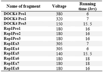 Table 4. Voltage and time of electrophoresis on SSCP gel for each PCR product