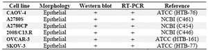 Table 2. Expression of sortilin 1 in ovarian cancer cell lines

NCBI; National Cell Bank of Iran, ATCC; American Type Culture Collection
