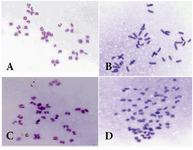 Figure 1. Metaphase plates prepared for blastomers showing A) normal; B) hyperdiploid; C) hypodiploid; D) near triploid metaphase spreads