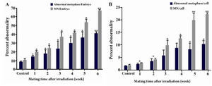 Figure 3. Percentage of chromosomal abnormalities and MN presence in A) 4-8 cell preimplantation embryos; and B) cells generated from gamma-irradiated (4 Gy) male. Whole body irradiated males were mated successively at weekly intervals from 1-6 weeks after irradiation. Error bars show standard error of mean values calculated from three independent experiments. 
* denotes the p-value <0.01 and ** denotes p-value <0.001 as compared to control values.
