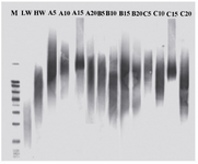 Figure 2. Southern blotting shows telomere length. A5, A10, A15 and A20 indicate telomere length in PAFSCs after 5, 10, 15 and 20 passages. B5, B10, B15, B20 and C5, C10, C15, C20 indicate the same results in DPSCs and HFF, respectively. M is molecular weight marker. LW and HW indicate low and high molecular weight of control DNA, respectively 