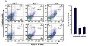 Figure 4. Analysis of apoptosis following down regulation of sortilin expression. A) Caov-4 cells were treated with sortilin siRNA or mock control and the levels of apoptosis were then evaluated by annexin V FACS analysis 48, 72 and 96 hr post-transfection. The picture shows one of the three experiments. B) Numerical results from three independent experiments of FACS analysis of annexin V staining. Values are presented as mean±SEM in 3 separate experiments