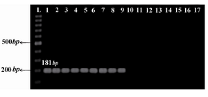 Figure 1. The IS481 amplification using specific primers yielded a product of 181 bp typical to clinical isolates and vaccine strains of B. pertussis. L: 100 bp ladder (Fermentas, Lithuania); 1: Tohama I strain as reference strain; 2-6: clinical isolates of B. pertussis; 7-9: vaccine strains of B. pertussis; 10-15: non-B. pertussis clinical isolates; 16: B.  paraper-tussis; 17: Negative control (distilled water)