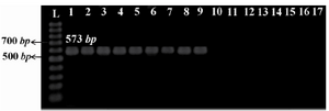 Figure 2. The ptxP amplification using specific primers yielded a product of 573 bp typical to clinical isolates and vaccine strains of B. pertussis. L: 100 bp ladder (Fermentas, Lithuania); 1: Tohama I strain as reference strain; 2-6: clinical isolates of B. pertussis; 7-9: vaccine strains of B. pertussis; 10-15: non-B. pertussis clinical isolates; 16: B. paraper-tussis; 17: negative control (distilled water)