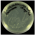 Fiagure 2. The colonies of transformed cells from the plasmid containing neomycin resistance gene streaked out on LB plates