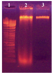 Figure 3. Electrophoretic analysis of DNA from transformed and non-transformed B. subtilis 168. Lanes; 1) DNA size marker; 2) Non-transformed cells and 3) Transformed cells
