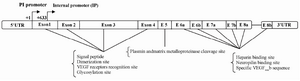 Figure 1. Structure of VEGF exons between 5'UTR and 3'UTR (The description is given in the text)