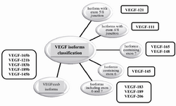 Figure 2. The classification of VEGF isoforms