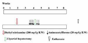 Figure 1. The levels of induction of Preneoplastic Lesion (PNL) in rats’ liver