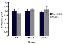 Figure 1. The adenosine triphosphate (ATP) content of mouse oocyte at different developmental stages in vitrified and non-vitrified groups and in vitro matured oocytes. There was not any difference between the groups. IVM-MII: MII oocyte derived from in vitro maturation of GV oocyte and OV-MII: MII oocyte collected from mouse oviduct