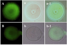Figure 2. Distribution of mitochondria stained by Mito Tracker Green in A) non-vitrified and B) vitrified GV oocytes. The phase contrast micrograph of the same groups was shown in the second column (a and b). The merge of figures was shown in the third column