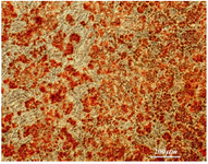 Figure 5. Osteocyte differentiation of hUCMSCs in specific media