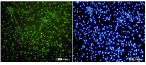 Figure 6. Immunofluorescence location of germ-cell-specific marker Oct4 in differentiated cells after 14 days treatment. Nuclei are shown in blue, DAPI staining