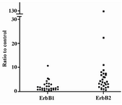 Figure 3. Amplification folds of ErbB1 and ErbB2 oncogenes in 30 tumor samples. PCR products for tumor samples were analyzed by HPLC method. The relative amplification folds of ErbB1 and ErbB2 genes were quantized as a ratio to the amount of IFN&#947;