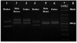 Figure 2. Results of the PCR amplification of D1S80 VNTR locus, line 1: mother; line 2: CHM of heterozygous; line 3: father; line 4: mother; line 5: CHM of homozygous; line 6: father; line 7: ladder; line 8: blank