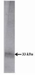 Figure 1. SDS-PAGE analysis of PSA purified from seminal fluid by affinity chromatography. The purified PSA is shown as a ~33 kDa band.