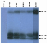Figure 4. Detection of PSA in human semen using anti-PSA mAbs by western blot analysis. All produced anti-PSA mAbs could recognize a ~33 kDa band related to free PSA in the seminal fluids. Two other bands, 90 kDa and 28 kDa, were also found in WB. That can represent PSA-PCI complex and endoproteolytic cleavage product of PSA, respectively.