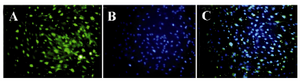 Figure 3. Immunofluorescence staining of Schwann like cells, these cells express S100; A) Nuclei visualized after DAPI staining; B) Merged; C) (20x).