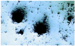 Figure 4. Von Kossa staining after osteogenic differentiation: Staining for mineral deposition was performed for osteocyte like cells. This staining was done only for demonstration of osteogenic differentiation (40x).