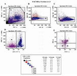 Figure 7. [FACS analysis of mouse bone marrow cells]. Erythrocytes were removed by hypotonic lysis and bone marrow cells were stained with CD45, Sca-1 and CXCr4. VSEL stem cells were sorted by BD FACS Aria II cell sorter, following immunofluorescence staining for CD45, Sca-1 and CXCr4. Panel A: Gated cell population of interest. Panels B and C: Bone marrow mononuclear cells visualized on dot plots showing their FSC and SSC signals related to the size and granularity of the cell, respectively. Panel D: Separation of CD45 negative and positive cells. Panel E: CD45 negative cells gated based on Sca1 and CXCr4 positivity (Q2 area)].