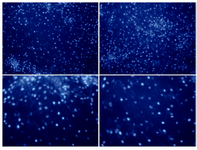 Figure 2. DAPI staining of ADSCs on gelatin coated PLLA/PCL hybrid scaffold (10x). 