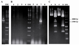 Figure 1. Cloning and sub-cloning of CD19 cDNA. A) Amplification of specific band for human CD19 cDNA using Pfu DNA polymerase; B) Colony-PCR reaction on eight white colonies (1-8) after blue/ white selection. C) Excision of 1701 bp band for human CD19 cDNA after double digestion of the construct using KpnI and HindIII restriction enzymes. Lanes (a) and (a'): undigested pGEMT-easy/CD19 construct, Lanes (b) partial and complete digestion by KpnI and Hind III, respectively and (b'): complete digestion by both KpnI and HindIII. SM: DNA size marker (bp). Asterisks (*) point the desired band.