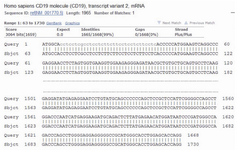 Figure 2. Alignment of amplified cDNA for canonical isoform of human CD19 reference sequence in NCBI database. Comparing the 1701 bp amplified sequence with reference sequence for short isoform (variant 2) of human CD19 showed complete alignment. Only 5` and 3` of alignment has been briefly showed.