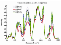 Figure 2. Compiled mean normalized curves of Raman signatures of unknown candida species.