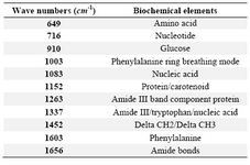 Table 1. Wavenumbers of significant peaks in Raman spectra and corresponding biochemical elements