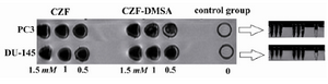 Figure 1. T<sub>2</sub>-weighted magnetic resonance images at various Fe concentrations, CZF-MNPs and CZF-MNPs-DMSA (1.5 T, Fast spin-echo sequence: T<sub>R</sub>=2520 ms, T<sub>E</sub>=102 ms, room temperature).