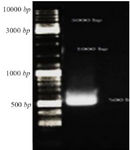 <p>Figure 1. Gel electrophoresis <em>CHAPK</em> gene, <em>CHAPK</em> gene was located in 500 <em>bp</em>. Electrophoresis with TBE 1% and agarose 1%, 140 <em>v</em> for 40 <em>min</em>.</p>