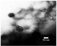 <p>Figure 4. Electron micrographs showed recombinant nano phage belonged to Podoviridae family. Negatively stained with 2% uranyl acetate (pH=4-4.5). Voltage 150 <em>Kv</em>, the scale bar represents 50 <em>nm</em>.</p>