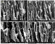 <p>Figure 1. SEM images of (A) 0, (B) 10, (C) 20, and (D) 30 wt% of Zr in the CS-HA before soaking in the simulated body fluid.</p>