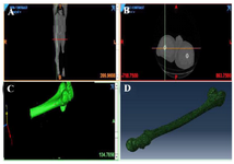 <p>Figure 11. The femur design using CT-scan and MIMICs software to evaluate the porosity of the bio-nanocomposite.</p>
