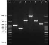 <p>Figure 1. PCR assay for identification of some gene cassette arrays among <em>K. pneumoniae</em> isolates. Lane M: DNA marker, lane 1: <em>aadA1</em> (1000 <em>bp</em>), lane 2: <em>dfrA7</em> (750 <em>bp</em>), lane 3 and 5: <em>dfrA17-aadA5</em> (1650 <em>bp</em>), lane 4: <em>aadB-cat-bla<sub>OXA10</sub>-aadA1</em> (3000 <em>bp</em>), lane 6: <em>dfrA1-orfC</em> (1300 <em>bp</em>).</p>