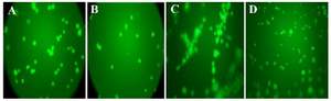 <p>Figure 4. The level of decrease in sprout points for anti-angiogenesis compounds. The compound P and compound T were able to inhibit tube formation, as demonstrated by the decrease in sprout points in Matrigel (A and B). No significant effect was observed with negative control (PBS without VEGF) (D). VEGF treatment, as positive control, induces formation of capillary tube (C). The best inhibitory effect was demonstrated by compound T, where the level of decrease in sprout points was similar to VEGF-non treated cells (B).</p>