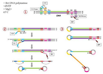 <p>Figure 1. Schematic representation of the Loop-mediated isothermal Amplification for (LAMP). In the first step, the 435 designed primers bind to the complementary sequences. Then, the dumbbell-like DNA form is generated. Next, 436 in the cycling amplification step, DNAs of this form are generated continuously. The elongation reactions are 437 started from the products of the cycling amplification step, generating various sizes of the products.</p>