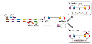 <p>Figure 2. A schematic picture of PNA-LNA mediated LAMP. When the target is wild-type sequence, the 450 clamping PNA probe forms a stable duplex with the dumbbell structure, and interferes with the 451 annealing and elongation of the LNA primer. When the target DNA has mutated sequence, the 452 clamping PNA probe does not anneal with the DNA because of the single-base mismatch, and the 453 elongation reaction proceeds.</p>