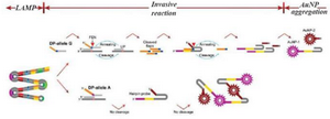 <p>Figure 3. A schematic image of AS- LAMP coupled with invasive reaction and hybridization-induced AuNP 467 aggregation. The designed method contains three steps: LAMP, invasive reaction and AuNP aggregation. 468 LAMP amplifies the targeted sequence at first. Afu flap endonuclease specifically differentiate the invasive 469 structure formed by an upstream probe (UP), a downstream probe (DP), and a targeted sequence in the 470 amplicon, yielding the flaps to initiate the cleavage of hairpin probes. If the targeted allele is present, hairpin 471 probes is cleaved into two fragments, giving red color of the tube. While, if the targeted allele is absent, 472 cleavage of the hairpin probes does not occur, leading to AuNPs aggregation-induced precipitation.</p>