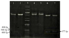 <p>Figure 2. Restriction analysis of recombinant plasmid: (1) pET-NSLPI digested by <em>Xho</em>I, (2) pET-CSLPI digested by <em>Xho</em>I, (3) 1 kb DNA ladder, (4) undigested pET-NSLPI, (5) undigested pET-CSLPI, (6) pET-NSLPI digested by <em>Xho</em>I and <em>Eco</em>RI, and (7) pET CSLPI digested by <em>Nde</em>I and <em>Xho</em>I.</p>