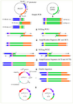 <p>Figure 1. Construction of chimeric GFPd2 fragments using the conventional OE- PCR. In the first stage, the 5'UTR-K1 (A), 5'UTR-K2 (A'), 3'UTR (B), GFPd2 with K1 sequence (C), and GFPd2 with K2 sequence (C') fragments were amplified using the simple PCR. The fragments had a complementary overlapping end to ensure splicing fragments together. The complementary sequence II was AT-rich; thus, the OE 1 reaction was initially performed for ligation of 3'UTR to GFPd2. In the OE 1 reaction, fragment (B) spliced to fragments (C and C') and created the new chimeric fragments (CB and C'B). The 3'end of each fragment plays the role of primer and continues extension. The resulting products were amplified further by PCR. Following, the fragments (A and A') spliced to fragments (CB and C'B) using the OE 2 reaction and created the new chimeric fragments (ACB and A'C'B) as well. Finally, the fragments (ACB and A'C'B) were amplified with outside primers. The final chimeric con-structs double digested using EcoRI and BamHI restriction enzymes; then, the constructs were inserted into pcDNA&trade;3.1&nbsp;(+)&nbsp;Vector by Calcium chloride method.</p>