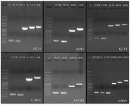 <p>Figure 3. Construction of chimeric reprogramming factors and GFP-d2. OCT4: 100 <em>bp</em>-5 <em>Kb</em> DNA ladder (L), 5'UTR (176 <em>bp</em>), 3'UTR (166 <em>bp</em>), OCT4 fragment (1099 <em>bp</em>), OE 1 (1260 <em>bp</em>), OE 2 (1404 <em>bp</em>). SOX2: 100 <em>bp</em>-5 <em>Kb</em> DNA ladder (L), 5'UTR (177 <em>bp</em>), 3'UTR (163 <em>bp</em>), SOX2 fragment (974 <em>bp</em>), single tube OE- PCR (1275 <em>bp</em>). KLF4: 100 <em>bp</em>-5 <em>Kb</em> DNA ladder (L), 5'UTR (176 <em>bp</em>), 3'UTR (165 <em>bp</em>), KLF4 fragment (1431 <em>bp</em>), OE 1 (1590 <em>bp</em>), OE 2 (1734 <em>bp</em>). C-MYC: 100 <em>bp</em>-5 <em>Kb</em> DNA ladder (L), 5'UTR (175 <em>bp</em>), 3'UTR (164 <em>bp</em>), C-MYC fragment (1337 <em>bp</em>), single tube OE- PCR (1641 <em>bp</em>). LIN28A: 100 <em>bp</em>-5 <em>Kb</em> DNA ladder (L), 5'UTR (174 <em>bp</em>), 3'UTR (164 <em>bp</em>), LIN28A fragment (646 <em>bp</em>), single tube OE- PCR (951 <em>bp</em>). GFPd2: 100 <em>bp</em>-5 <em>Kb</em> DNA ladder (L), 5'UTR-k1 (176 <em>bp</em>), 5'UTR-k2 (176 <em>bp</em>), 3'UTR (166 <em>bp</em>), GFPd2 fragment (853 <em>bp</em>), OE 1 (1011 <em>bp</em>), OE 2(1147 <em>bp</em>).</p>