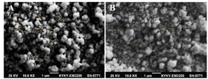 <p>Figure 3. The SEM micrograph of the spherical +36 GFP/NS3 DNA nanoparticles formed at N/P= 10:1 (A), and HR9/NS3 DNA nanoparticles formed at N/P= 5:1 (B) with 10,000&times; magnification: A size of ~200-250 <em>nm</em> was observed for +36 GFP/NS3 DNA nanoparticles and ~100-150 <em>nm</em> for HR9/ NS3 DNA nanoparticles at 25<em>&deg;</em><em>C.</em></p>